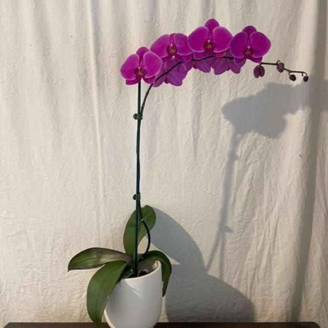 Orchid plants in beautiful ceramic pot