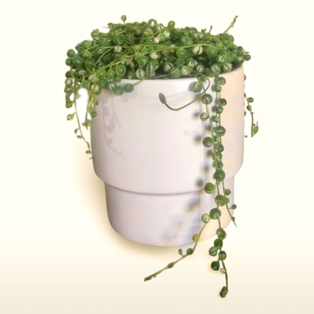 String Of Pearls Plant