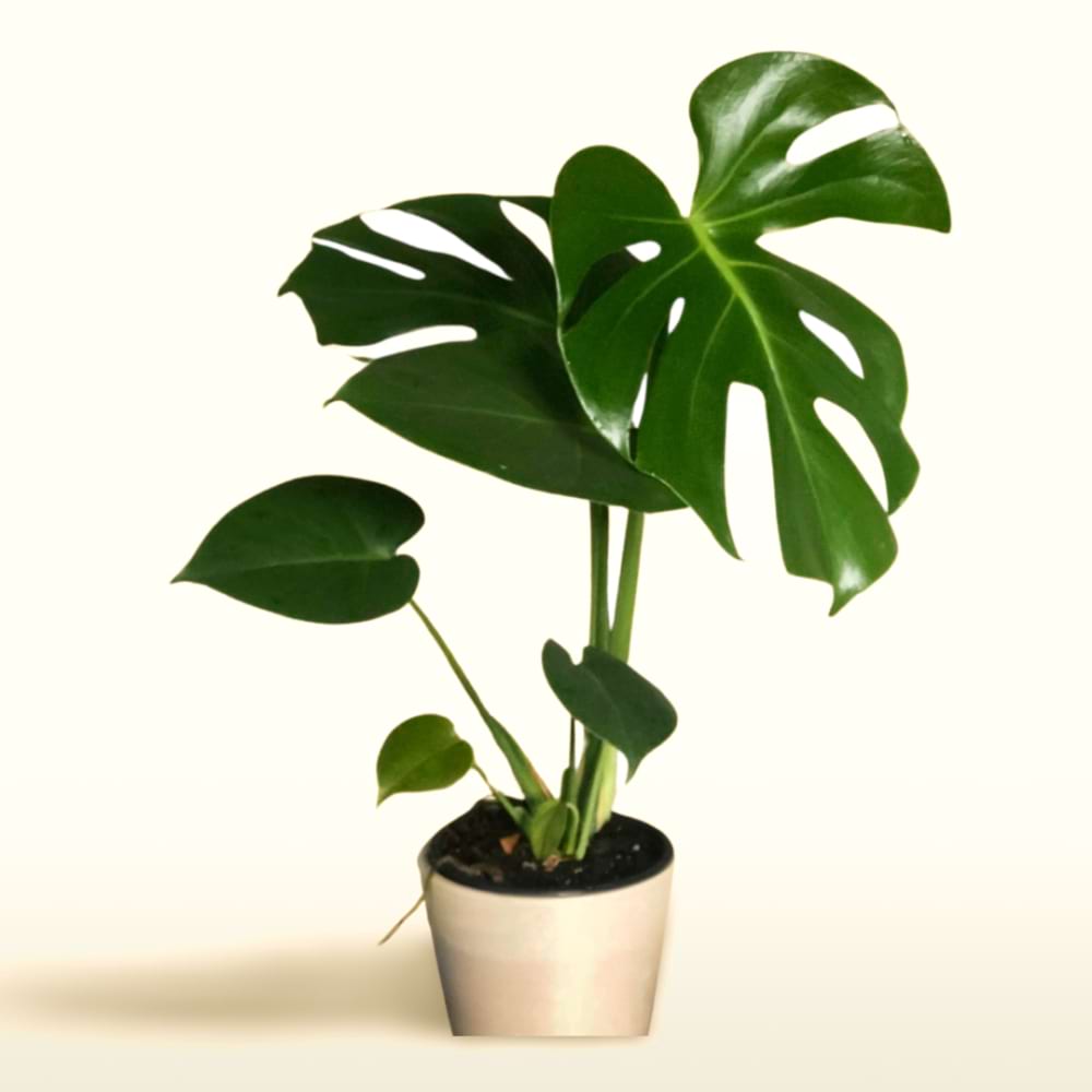 Monstera Deliciosa