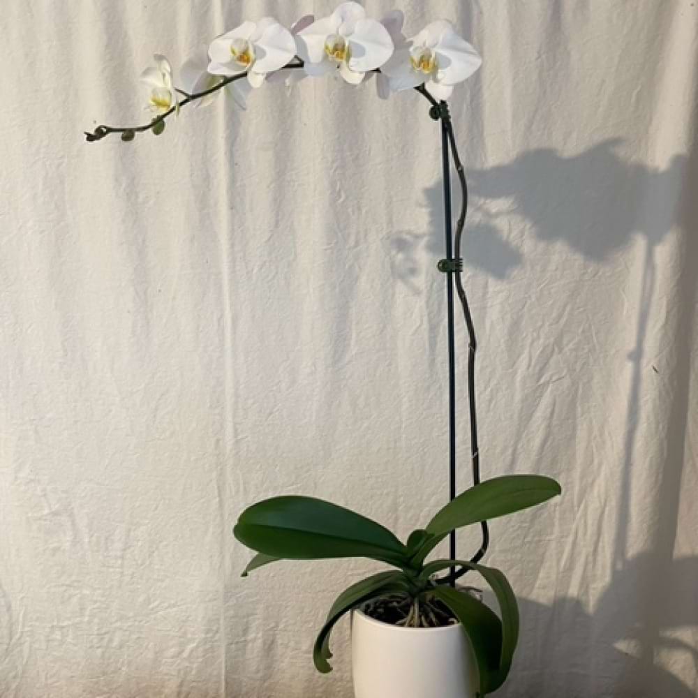 Orchid plants in beautiful ceramic pot