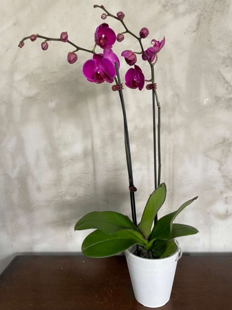 Phalaenopsis plant