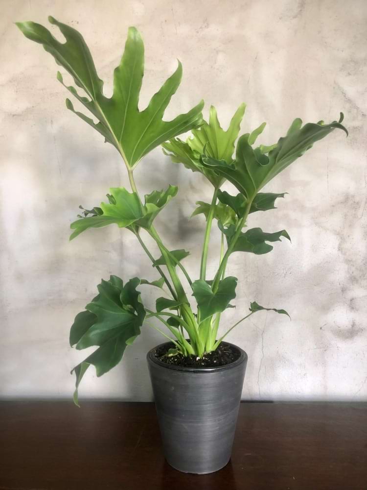 Hope Plant