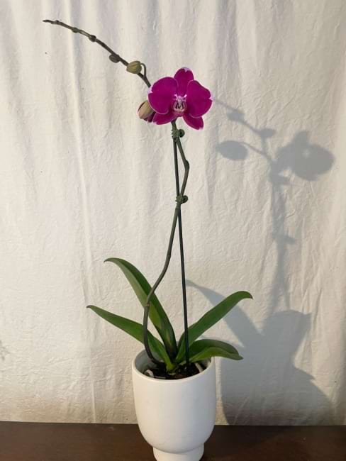Phalaenopsis plant with pot