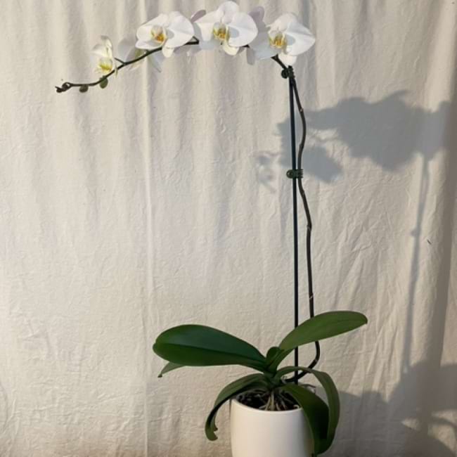 Orchid plants in beautiful ceramic pot
