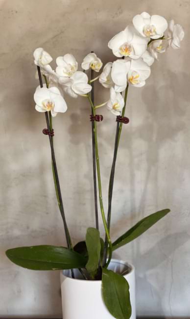 Phaleonopsis Orchid